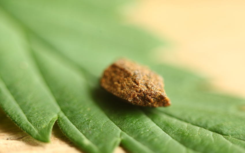 Alles, was Sie über die Unterschiede von Hasch wissen sollten