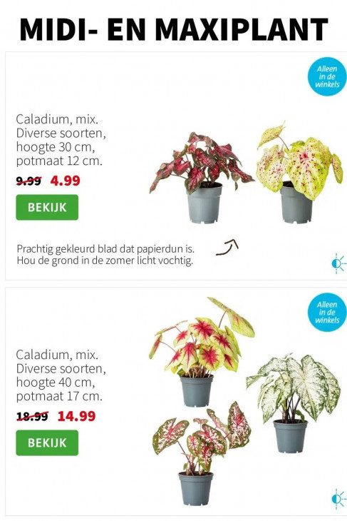 Intratuin Folder 04.08.2025