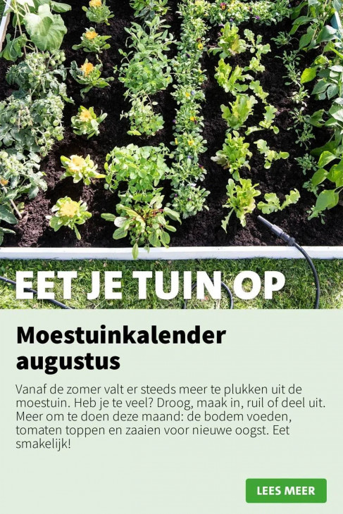Intratuin Folder 11.08.2025