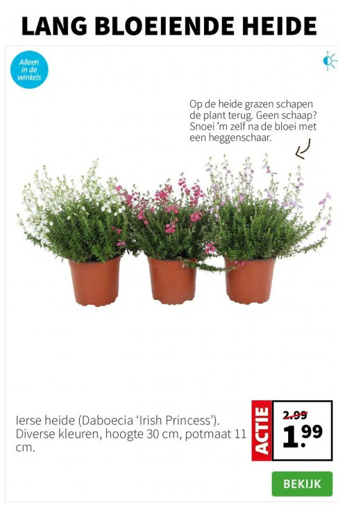 Intratuin Folder 11.08.2025