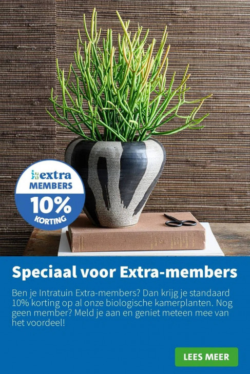 Intratuin Folder 25.08.2025