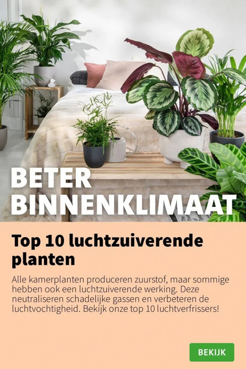 Intratuin Folder 25.08.2025