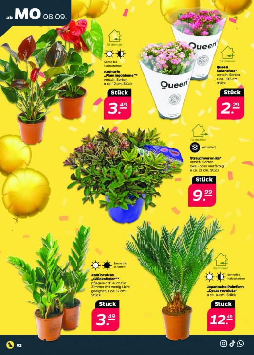 Netto Angebote ab 08.09.25 bis 13.09.25