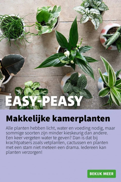 Intratuin Folder 20.10.2025