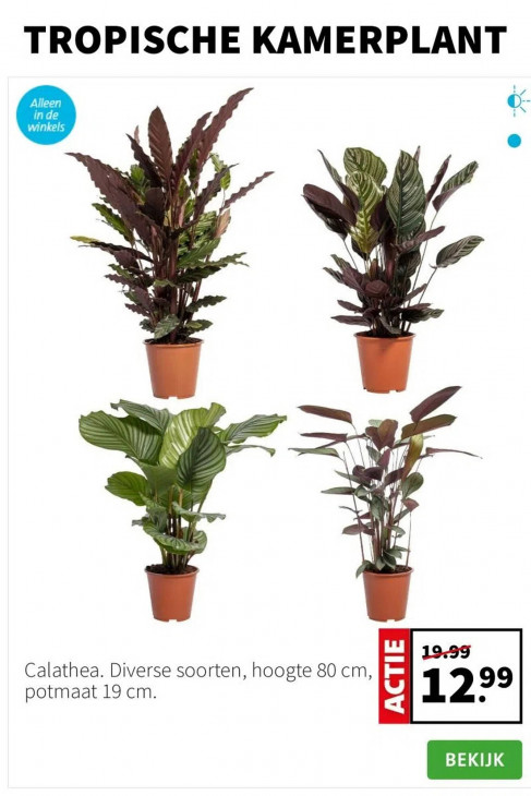 Intratuin Folder 22.12.2025