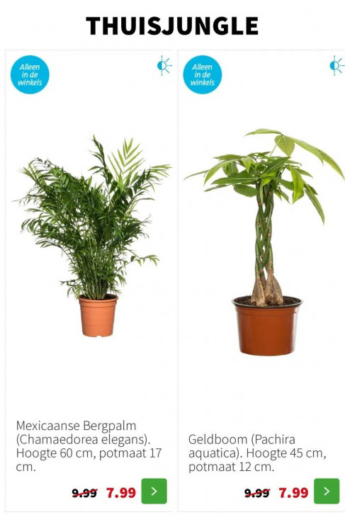 Intratuin Folder 22.12.2025