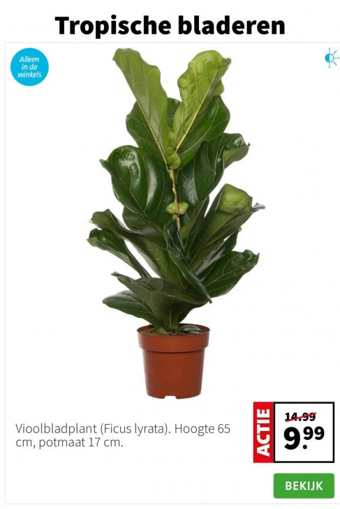 Intratuin Folder 05.01.2026