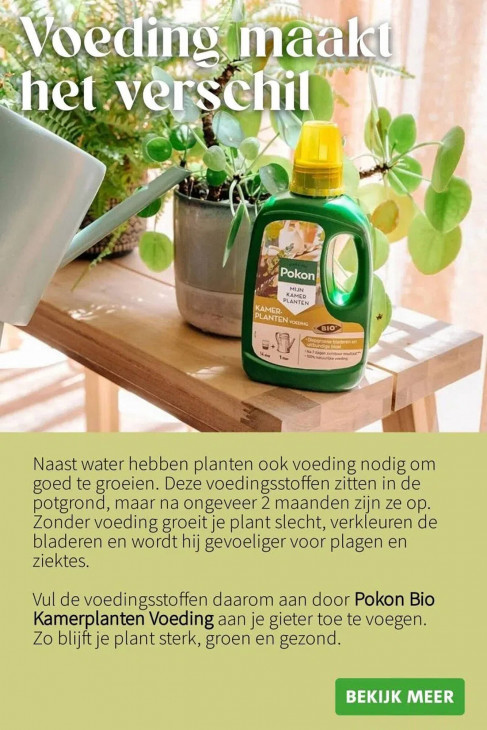 Intratuin Folder 05.01.2026