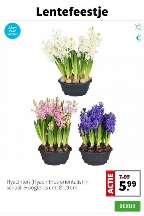 Intratuin Folder 05.01.2026