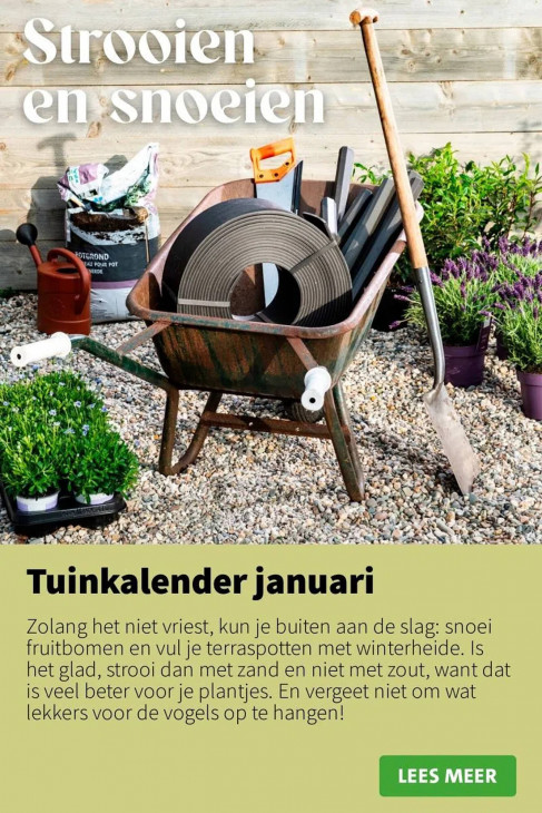 Intratuin Folder 12.01.2026