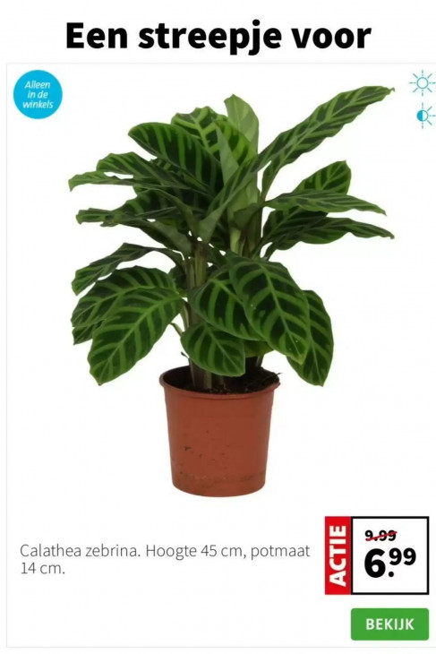 Intratuin Folder 26.01.2026