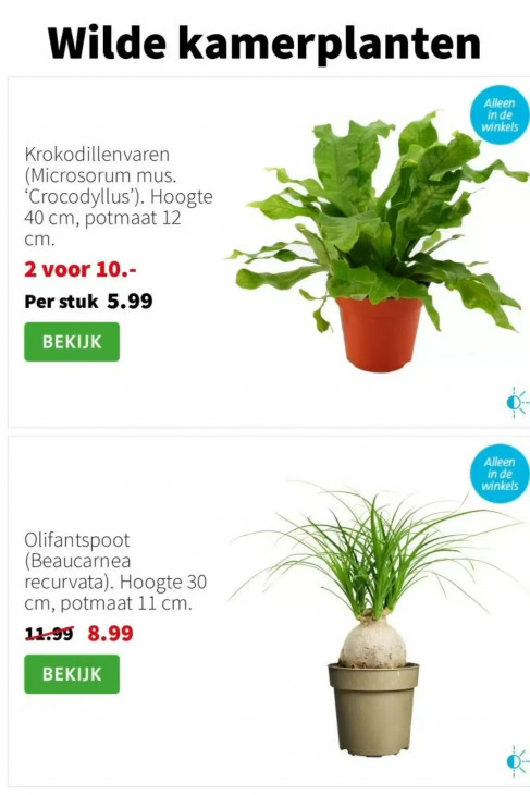 Intratuin Folder 26.01.2026