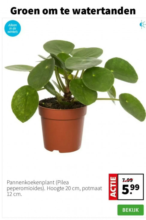 Intratuin Folder 26.01.2026