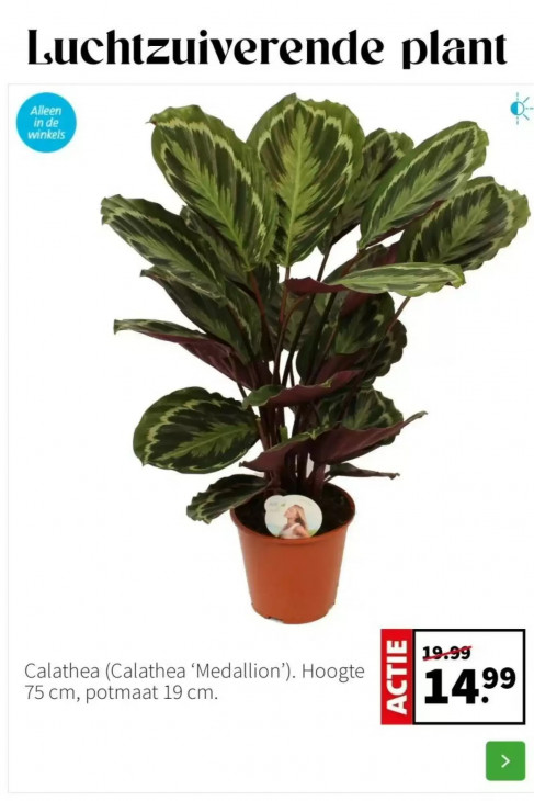 Intratuin Folder 02.02.2026