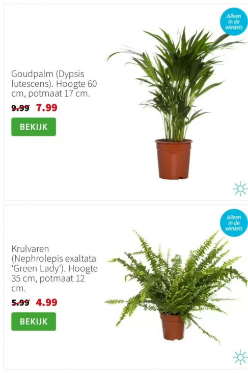 Intratuin Folder 02.02.2026