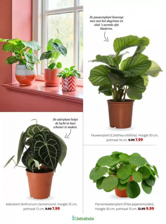 Intratuin Folder 16.02.2026