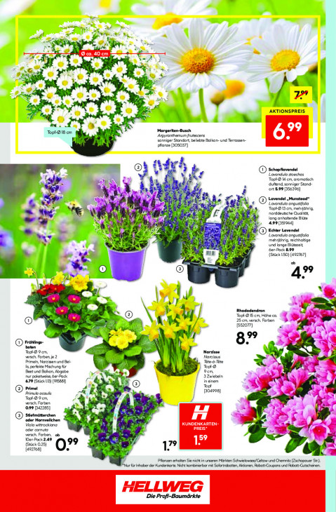 Hellweg Baumarkt Angebote ab 09.03.26 bis 14.03.26