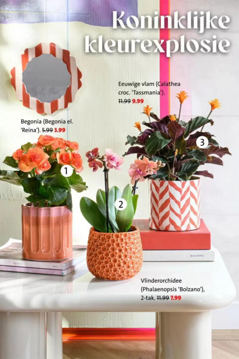 Intratuin Folder 20.04.2026