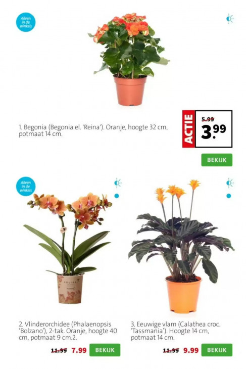 Intratuin Folder 20.04.2026