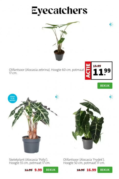 Intratuin Folder 11.05.2026