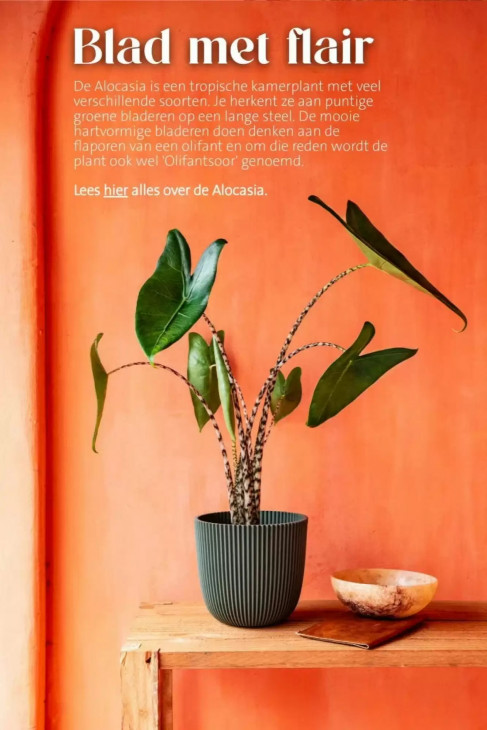 Intratuin Folder 11.05.2026