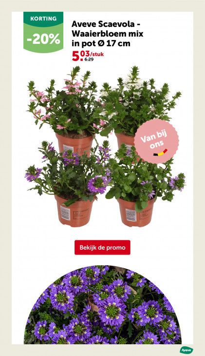AVEVE Folder 03.06.2026