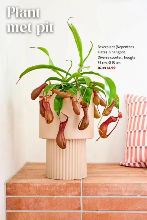 Intratuin Folder 22.06.2026