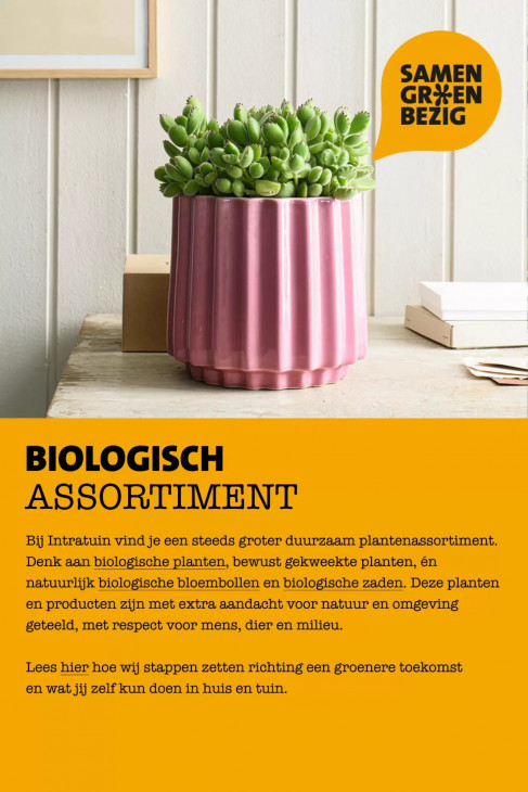 Intratuin Folder 13.07.2026
