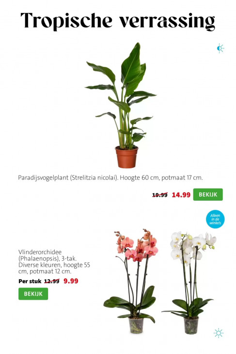 Intratuin Folder 24.08.2026