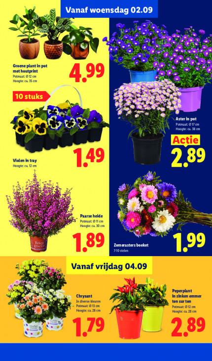 Lidl Folder 31.08.2026